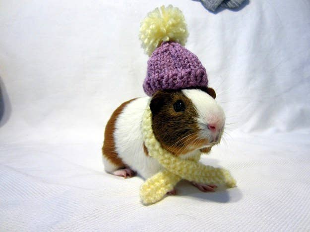 An Adorable Animals Advent Calendar: December 13