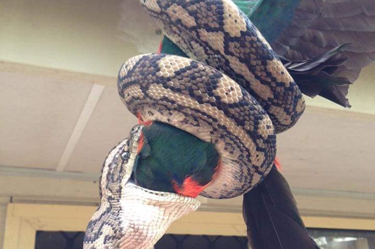 Australian Python Eating A Roo This Python Eating A Parrot Is Even More Reason To Never Go To Australia