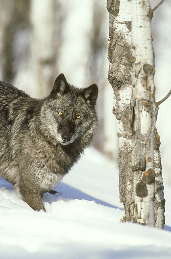 Gray wolf in Utah