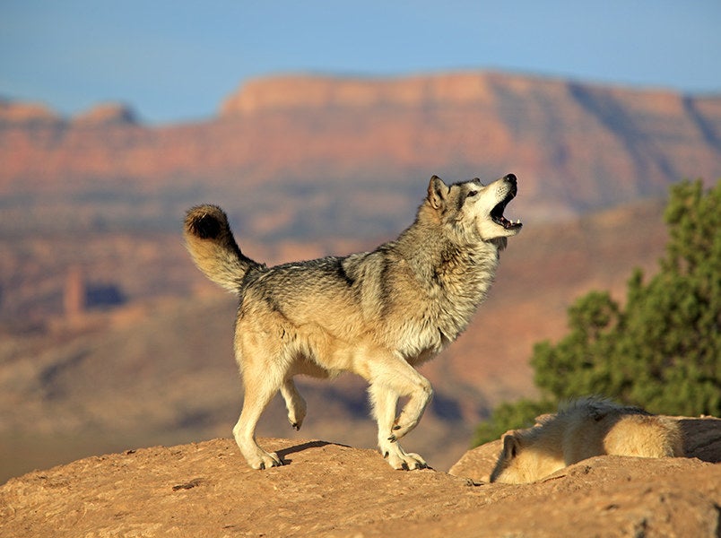 Gray wolf in Monument Valley, Utah