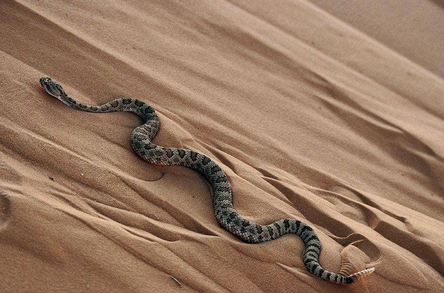 A Great Basin Rattlesnake climbing a dune in the Coral Pink Sand Dunes, Utah