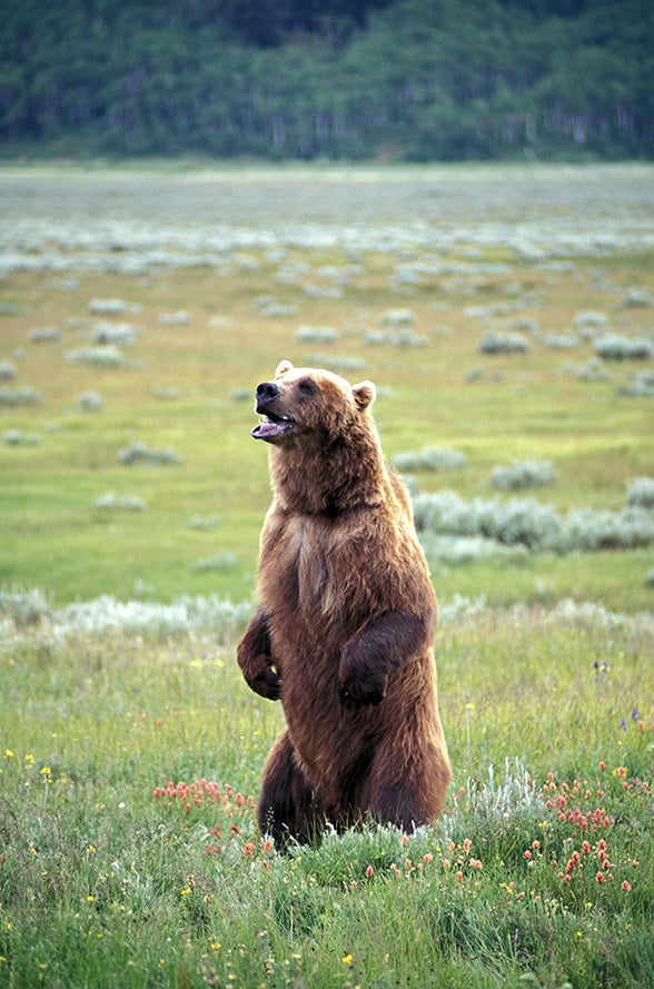 Grizzly bear, Strawberry Valley, Utah