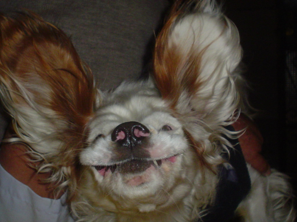 It's a silly spaniel working on her angels.