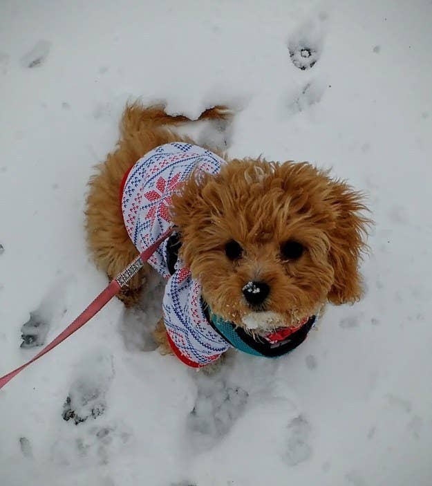 An Adorable Animals Advent Calendar: December 15