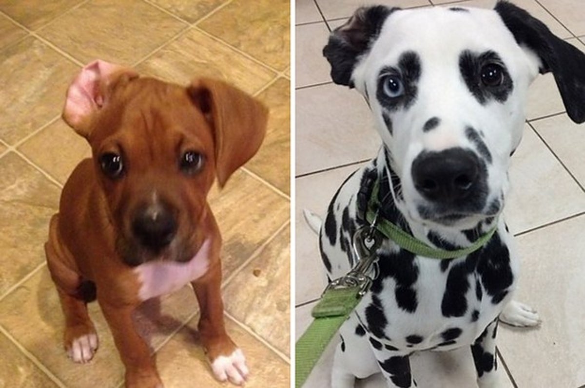 Why Does My Dog Flip His Ears