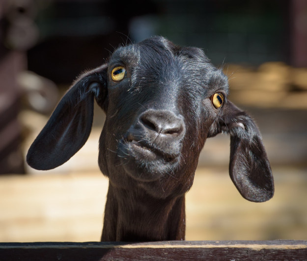 15 Photos That Prove Goats Are Underrated, Majestic Beings