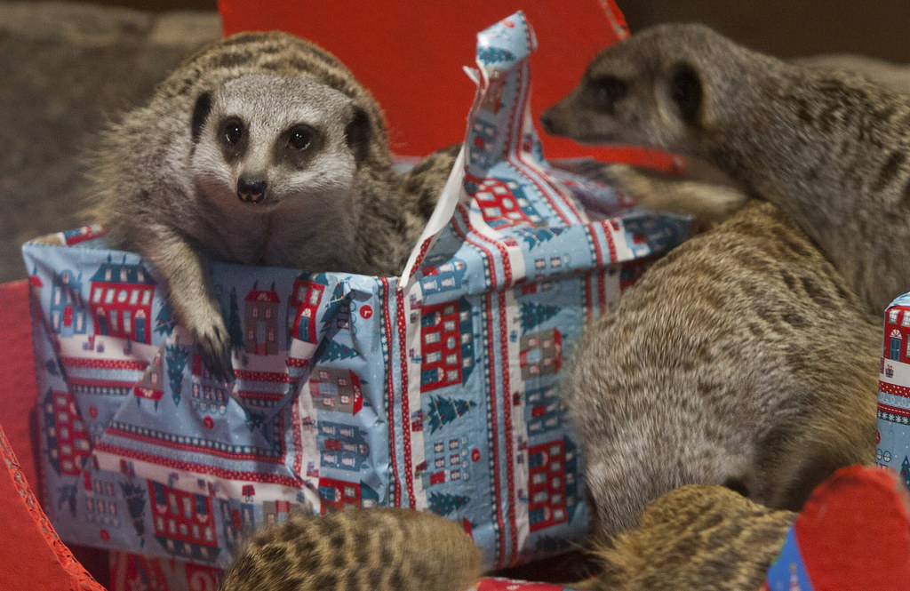christmas presents at the zoo s