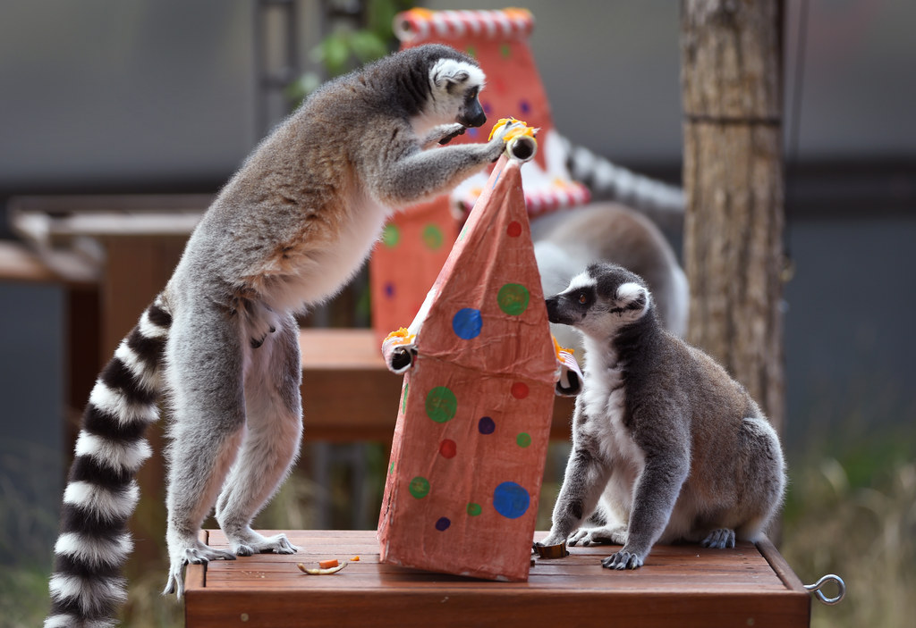 Zoo Animals Around The World Are Opening Their Christmas Presents Early