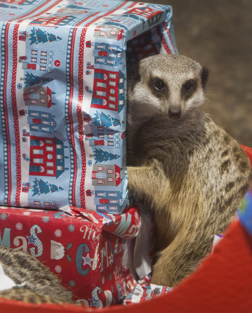 christmas presents at the zoo s