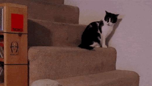 14 Cats That Sum Up You Trying To Get Fit