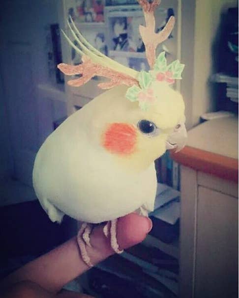 An Adorable Animals Advent Calendar: December 19