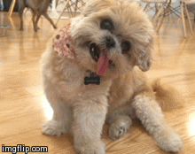 Shih Tzu