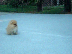Pomeranian