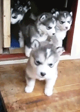 Husky