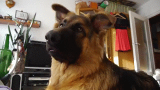 German Shepherd
