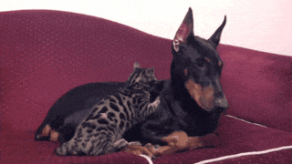 Doberman