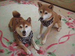 Shiba Inu