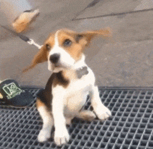 Beagle