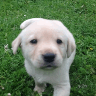 Labrador