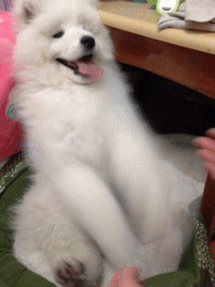 Samoyed