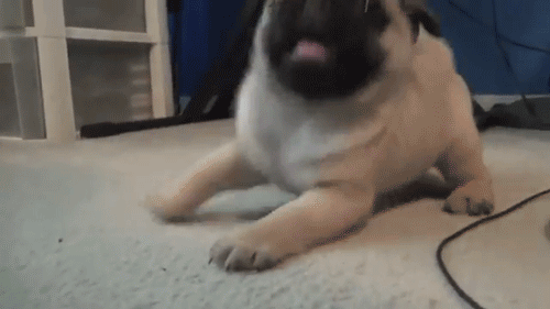Pug