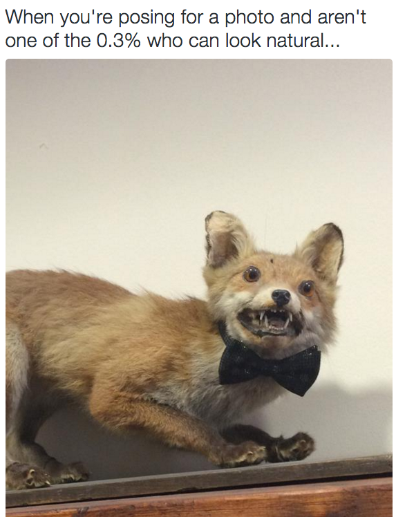 18 Times Crap Taxidermy Nailed What It's Like To Be Awkward