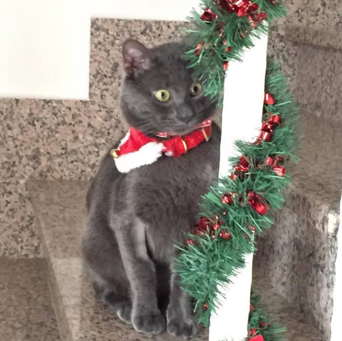 17 Cats Who Can T Hide Their Christmas Cheer Any Longer