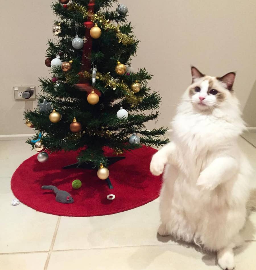 17 Cats Who Can T Hide Their Christmas Cheer Any Longer