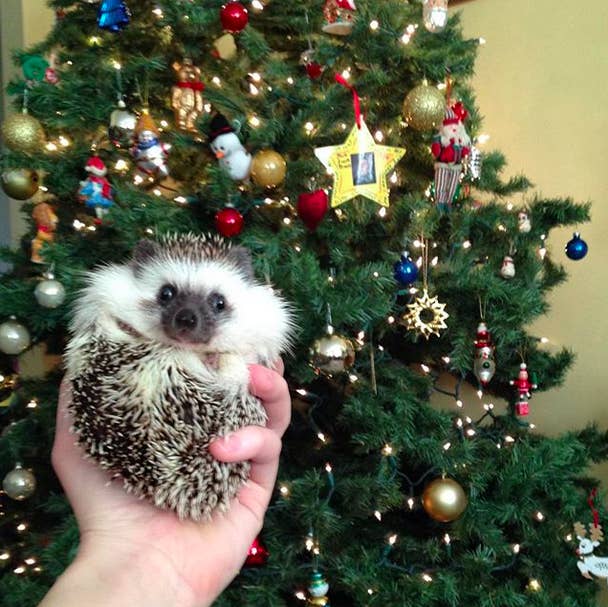 An Adorable Animals Advent Calendar: December 21