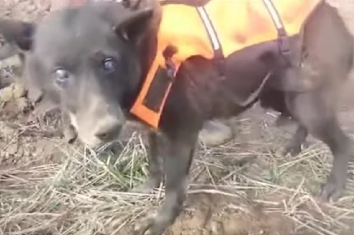 Can A Blind Dog Survive