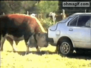 Taurus