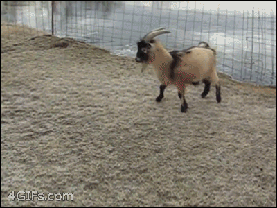 Capricorn