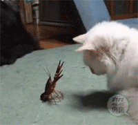 Scorpio