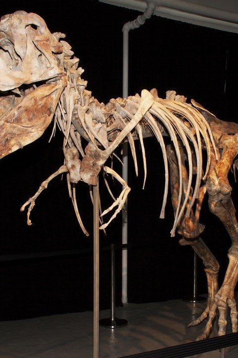 Tyrannosaurus Bataar skeleton