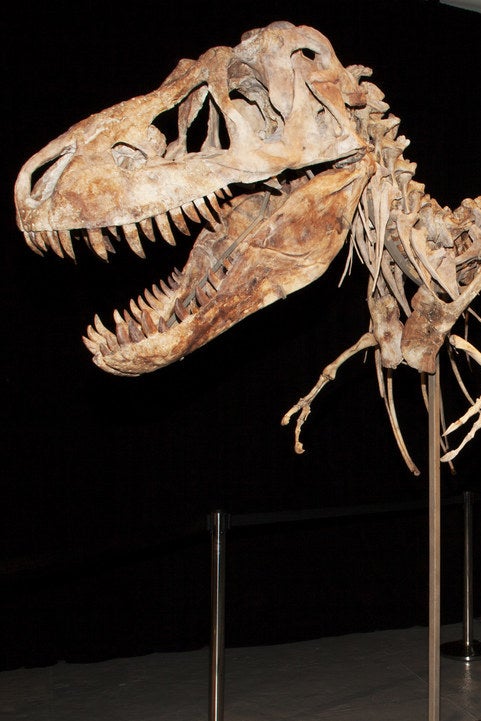 Tyrannosaurus Bataar skeleton