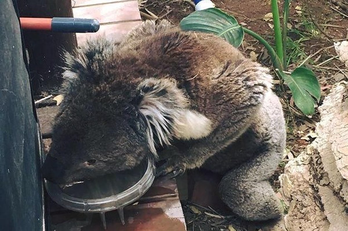 Koalas Are Passing Out From Heat So Everyone S Giving Them Water