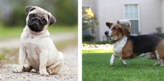 Which Pets Would You Rather Pet?