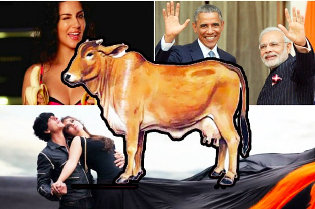 yahoo india has named the cow india s