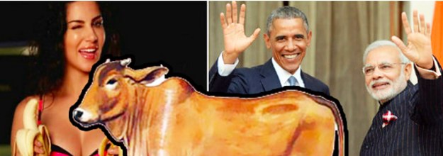 yahoo india has named the cow india s