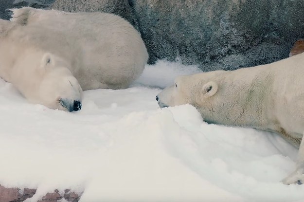 These Polar Bears Got Real Snow To Play With For Christmas And They ...