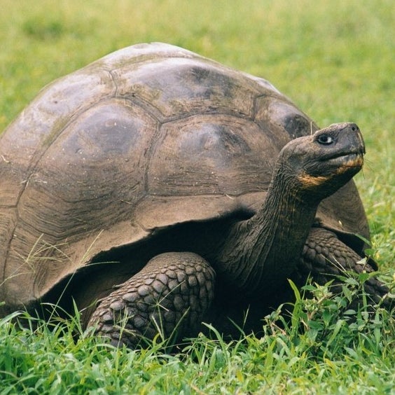 Geochelone nigra porteri