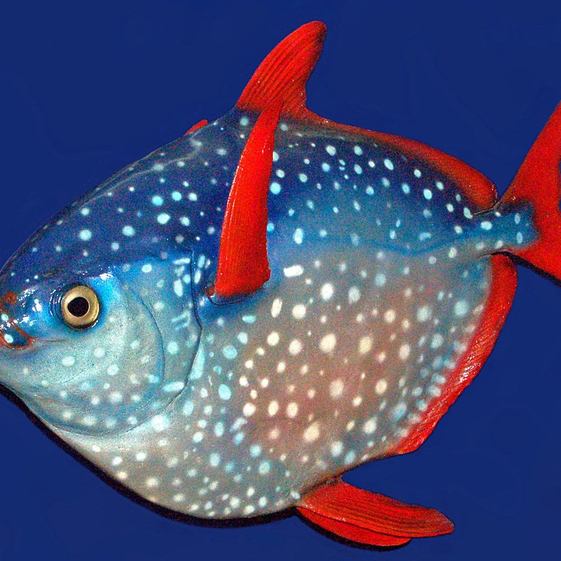 Lampris guttatus. Mounted specimen at the Museu Nacional de História Natural de Lisboa.