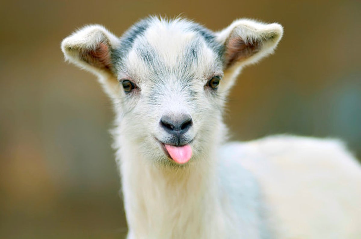 15 Photos That Prove Goats Are Underrated, Majestic Beings