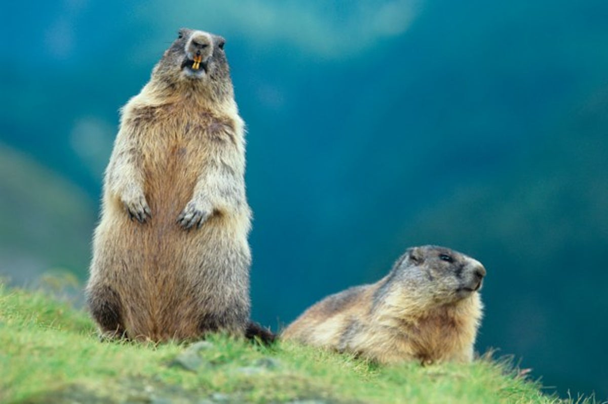 Esto es básicamente un artículo de animales que chillan Esto es básicamente un artículo de animales que chillan