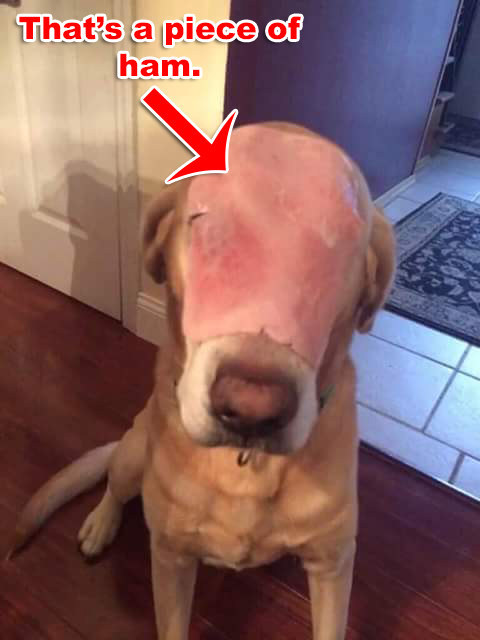 This Guy Tricked A Bunch Of People On Facebook Into Sharing A Photo Of A Dog With Ham On Its Face