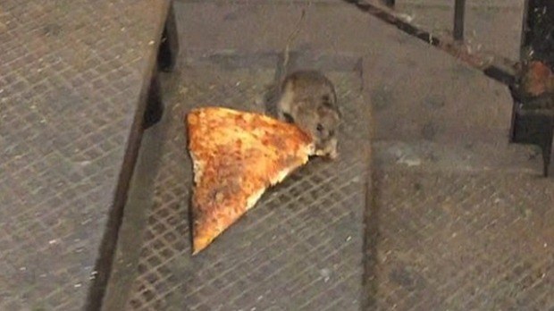 Pizza Rat was with us in a 14-second video posted in September, struggling to carry a piece of pizza on some subway stairs. If memory serves, he was followed up by the likes of Bagel Pigeon, a pigeon that wore a bagel around its neck like a necklace. We were all Pizza Rat. We understood Pizza Rat. He just wanted a piece of pizza larger than his body.