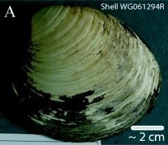 Ming (en référence à la dynastie chinoise), palourde de l'espèce Arctica Islandica serait née en 1499, d'après l'équipe qui l'a découverte, un groupe de scientifiques de l'université d'Angor au Pays de Galle. Elle avait donc 507 ans lors de sa découverte en 2006.