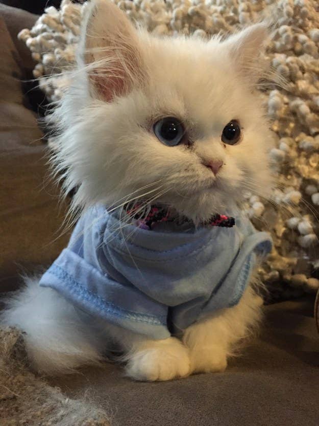 An Adorable Animals Advent Calendar: December 8 An Adorable Animals Advent Calendar: December 8