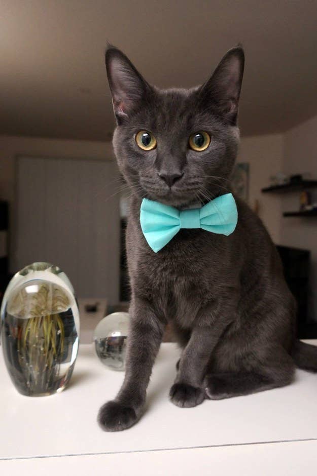 An Adorable Animals Advent Calendar: December 10 An Adorable Animals Advent Calendar: December 10