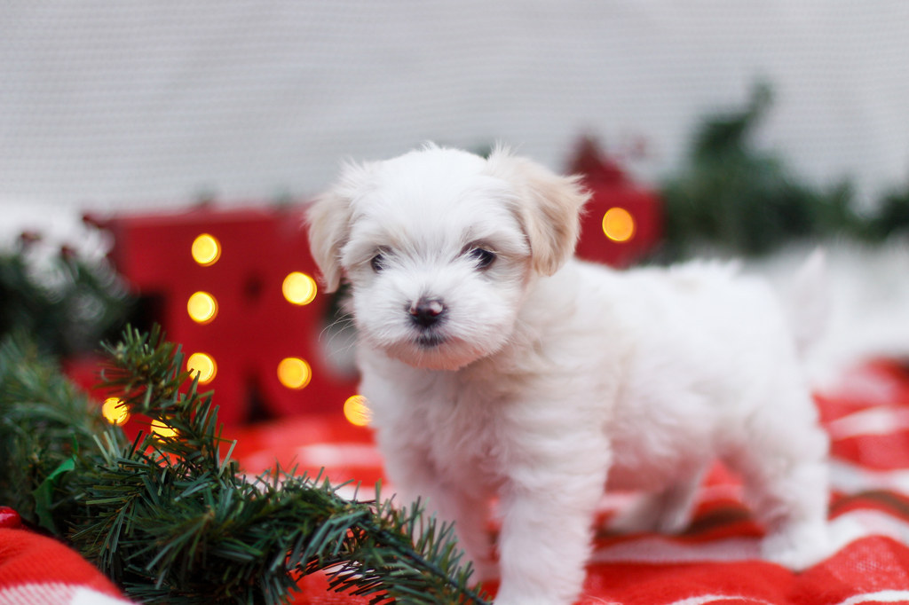 15 Puppies Who Have This Whole Holiday Thing On Lock